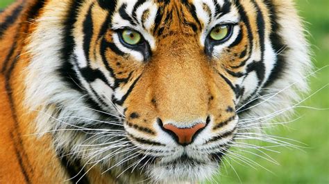 Tiger Tigers And Humans Britannica
