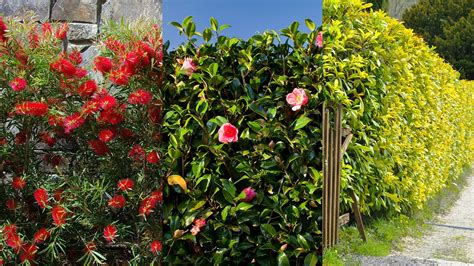 Best Fast Growing Hedges 10 Ideas For Speedy Structure And Boundaries 2022