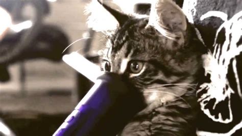 Cat Videocat Smoking Weedcat Hitting The Bong Youtube