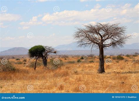 Thin Baobab Tree In African Savanna Stock Photo Image Of Flora Field