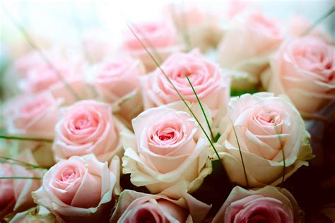 Download Bouquet Pink Flower Flower Nature Rose 4k Ultra Hd Wallpaper