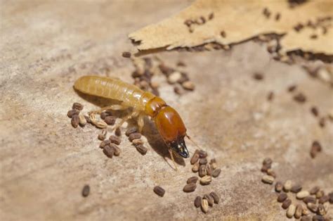 Of all methods mentioned, poisoning the pests with chemicals may appear to be the most sufficient one, as it's quite effective, available, easy to use and comparatively harmless. Drywood Termites In Singapore | TermiteSpecialist Pte Ltd