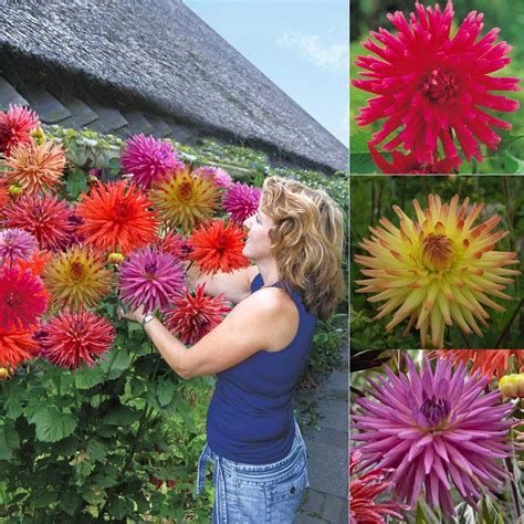 I Want These D Bulb Flowers Perennial Garden Dahlia Flower
