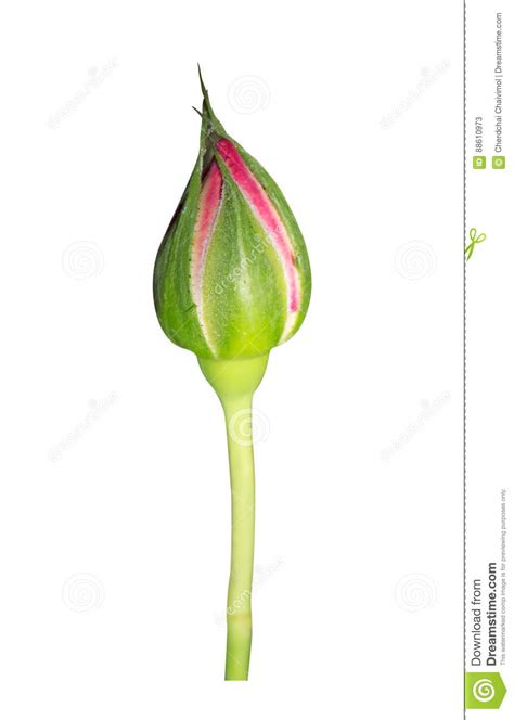 Closeup Pink Rose Bud On White Background Stock Image Image Of Pink