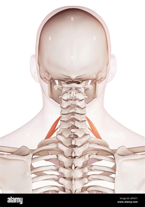Human Neck Muscles Illustration Stock Photo Alamy
