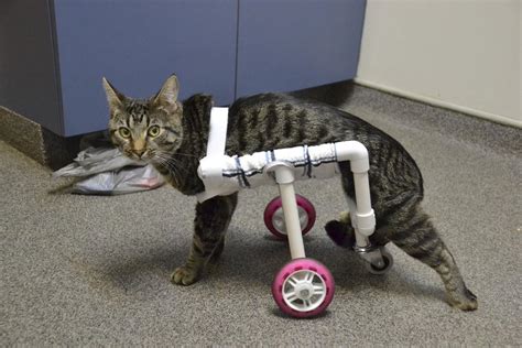 Cruising Around Disabled Cat Receives Feline Wheelchair Mountain