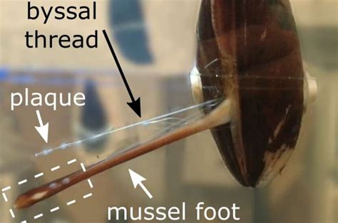 How Mussels Make A Powerful Underwater Glue