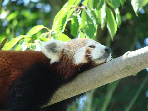 Red Panda Ailurus Fulgens Free Stock Photo Public Domain Pictures