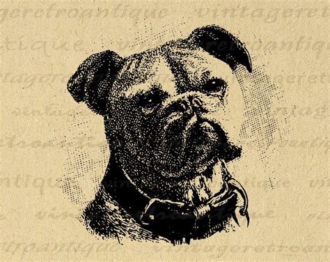 11x14 Printable Bulldog Graphic Dog Digital Image Illustration Download