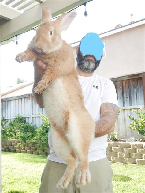 Continental Giant Rabbit For Sale Canada Be A Terrific Memoir Picture