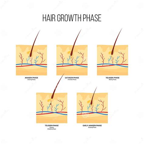 Human Hair Growth Phase Scheme Flat Style Stock Vector Illustration Of Drawing Cycle 147092631