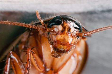 Do Cockroaches Bite Pest Resources