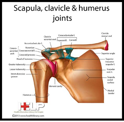 Scapula Clavicle And Humerus Joints Human Anatomy And Physiology