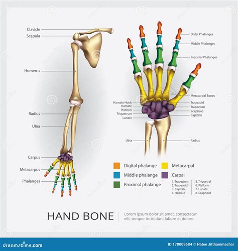 Arm Hand Bone X Ray Concept Icon Roentgen Human Body Image Isolated