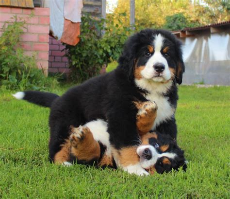 Playing Cute Dogs Bernese Mountain Dog Puppy Dogs