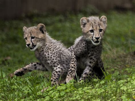 2 cheetah cubs make National Zoo debut - CBS News