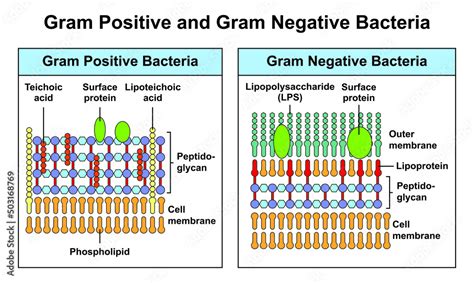 Scientific Designing Of Structural Differences Between Gram Positive And Gram Negative Bacteria