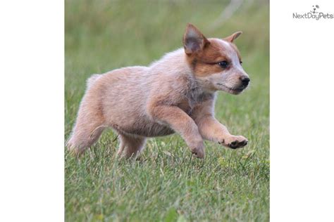 Australian Cattle Dogblue Heeler Puppy For Sale Near