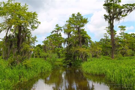 Come Visit The Louisiana Swamps New Orleans Swamp Tours