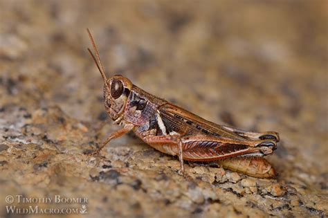 Migratory Grasshopper Melanoplus Sanguinipes Pictures Wild Macro