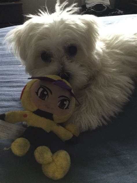 Gucci Playing His Toy Maltese Teddy Bear Toys