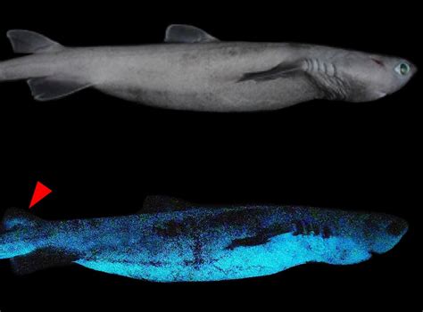 The Sharks That Glow In The Dark Scientists Release First Experimental