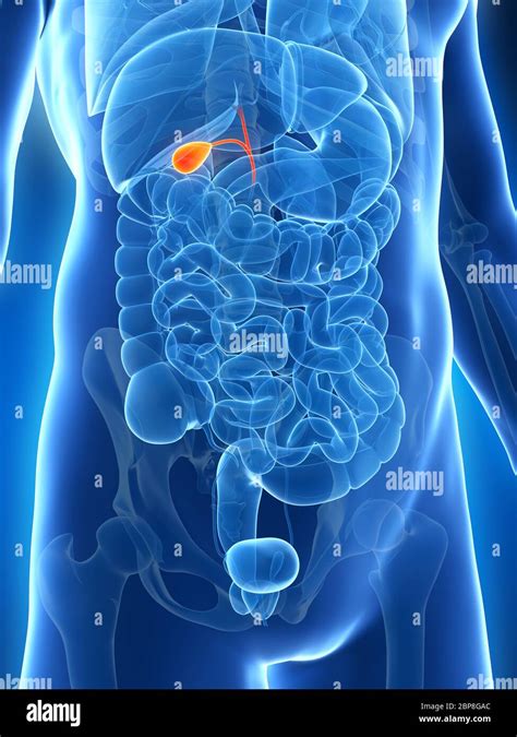 3d Rendered Illustration Of The Male Gallbladder Stock Photo Alamy
