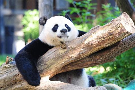 Giant Pandas No Longer Endangered In China Says Survey Lifestyle