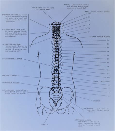 The bone found at the back and base of the skull. Diagram Of Common Back Bone Break : The Remarkable and ...