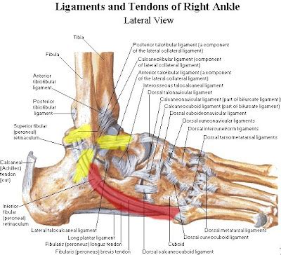 The foot diagram has a complex structure made up of bones, ligaments, muscles, and tendons. Training For My First Next Marathon: Ankle Anatomy