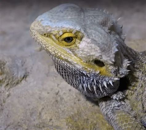 30 Signs Of An Unhealthy Bearded Dragon You Must Know