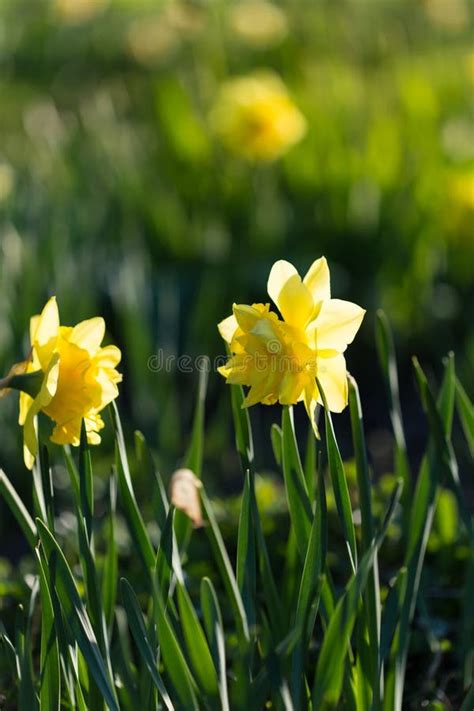 Yellow Narcissus Flowers In Spring Garden Stock Photo Image Of