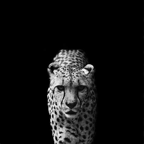 Wild Animal Portraits Nicolas Evariste Captures Nature In Black And White