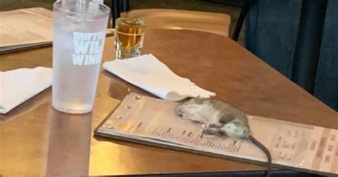 Photos Show Rat Falling From Ceiling Of Buffalo Wild Wings In Westchester Cbs Los Angeles