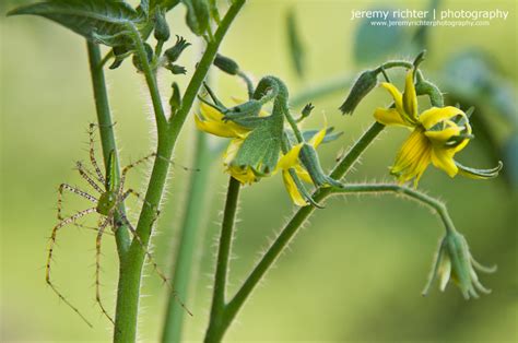 Jeremy Richter Photography Blog The Green Lynx Spider Protector