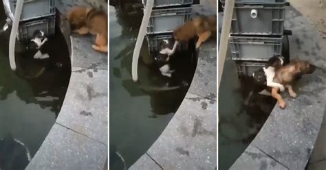 Watch The Incredible Moment That A Young Dog Saves A Cat From Drowning