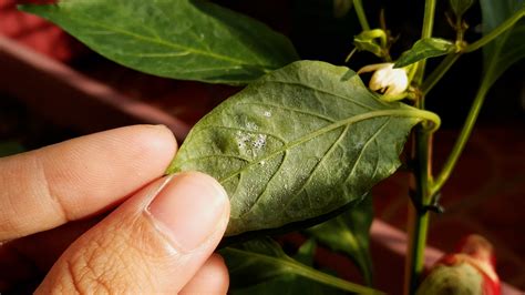 Cómo hacer un insecticida natural Wiki Jardinería Español