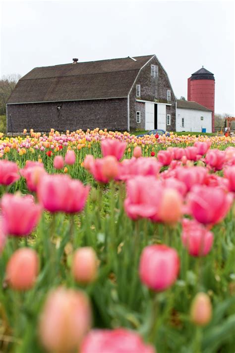 The Best 5 Flower Farms In New England Yankee Magazine Happy Flowers