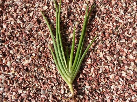 Aloe Vera Plant With Bare Roots Stock Photo Adobe Stock
