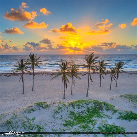 Singer Island Aerial Sunrise Coconut Tree The Palm Beaches