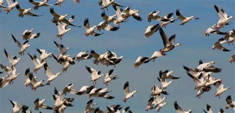 High Hopes For Meeting On Migratory Species Birdlife