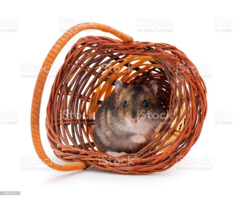 Hamster In Basket Stock Photo Download Image Now Animal Animal