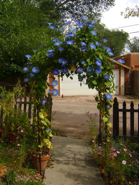 Morning Glory Trellis For A Beautiful Front Walk
