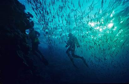 Diving Scuba Micronesia Ocean Diver Underwater Sea