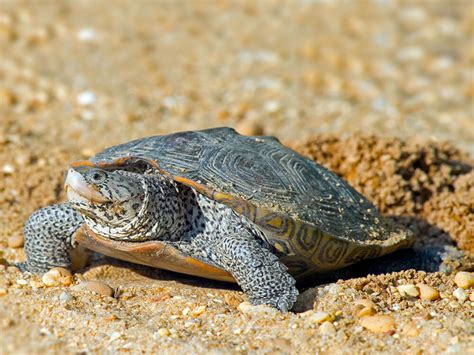 The terrapins are an approved enrichment vendor for visions in education. Terrapin Care Guide | UK Pets