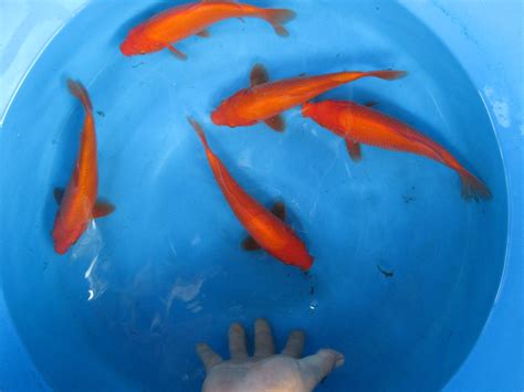 Marugen Koi Farm – High Quality Benigoi Koi Fish For Sale In Singapore