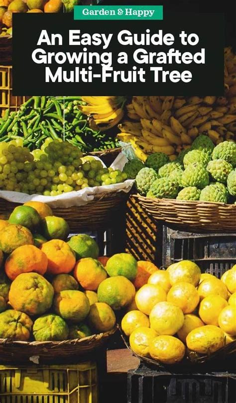 Selection pruning and care of dwarf fruit trees. An Easy Guide to Growing a Grafted Multi-Fruit Tree ...