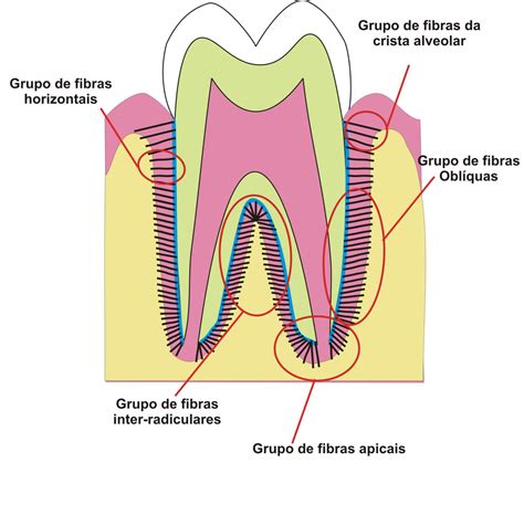 Aula De Periodontia Anatomia Histologia E Fisiologia Do Periodonto Concursos Para Dentistas