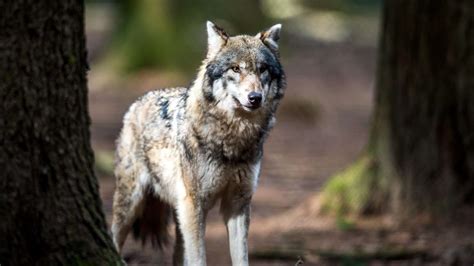 Böser Wolf Guter Wolf Das Sollten Waldspaziergänger Wissen Tiere