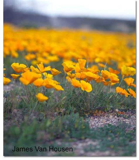 Desert Wildflower Reports For Phoenix And Northern Arizona Area